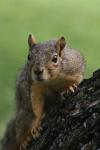 <img100*0:stuff/z/73640/squirrel%2520ref.1/i1278637110_7.jpg>