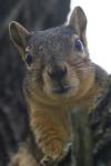 <img100*0:stuff/z/73640/squirrel%2520ref.1/i1278637111_8.jpg>