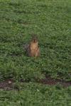 <img100*0:stuff/z/73640/squirrel%2520ref.1/i1278637112_10.jpg>