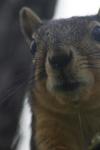 <img100*0:stuff/z/73640/squirrel%2520ref.1/i1278637112_9.jpg>
