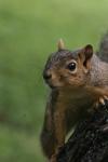 <img100*0:stuff/z/73640/squirrel%2520ref.1/i1278637113_11.jpg>
