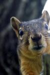 <img100*0:stuff/z/73640/squirrel%2520ref.1/i1278637113_12.jpg>