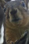 <img100*0:stuff/z/73640/squirrel%2520ref.1/i1278637113_13.jpg>