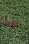<img100*0:stuff/z/73640/squirrel%2520ref.1/i1278637114_14.jpg>