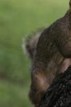<img100*0:stuff/z/73640/squirrel%2520ref.1/i1278637115_15.jpg>