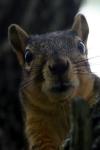 <img100*0:stuff/z/73640/squirrel%2520ref.1/i1278637115_16.jpg>