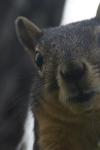 <img100*0:stuff/z/73640/squirrel%2520ref.1/i1278637116_17.jpg>