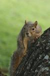 <img100*0:stuff/z/73640/squirrel%2520ref.1/i1278637117_18.jpg>