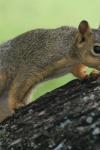 <img100*0:stuff/z/73640/squirrel%2520ref.1/i1278637117_19.jpg>