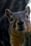 <img100*0:stuff/z/73640/squirrel%2520ref.1/i1278637117_20.jpg>