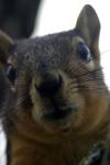 <img100*0:stuff/z/73640/squirrel%2520ref.1/i1278637117_21.jpg>
