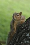 <img100*0:stuff/z/73640/squirrel%2520ref.1/i1278637118_22.jpg>