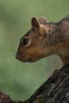 <img100*0:stuff/z/73640/squirrel%2520ref.1/i1278637119_23.jpg>