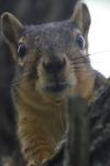 <img100*0:stuff/z/73640/squirrel%2520ref.1/i1278637119_24.jpg>