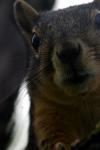 <img100*0:stuff/z/73640/squirrel%2520ref.1/i1278637119_25.jpg>