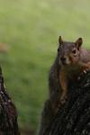 <img100*0:stuff/z/73640/squirrel%2520ref.1/i1278637120_26.jpg>