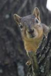 <img100*0:stuff/z/73640/squirrel%2520ref.1/i1278637121_27.jpg>