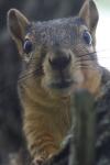 <img100*0:stuff/z/73640/squirrel%2520ref.1/i1278637122_28.jpg>