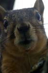 <img100*0:stuff/z/73640/squirrel%2520ref.1/i1278637122_29.jpg>