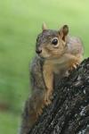 <img100*0:stuff/z/73640/squirrel%2520ref.1/i1278637123_30.jpg>