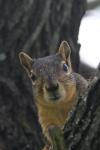 <img100*0:stuff/z/73640/squirrel%2520ref.1/i1278637124_31.jpg>