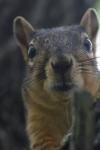 <img100*0:stuff/z/73640/squirrel%2520ref.1/i1278637125_32.jpg>