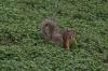 <img100*0:stuff/z/73640/squirrel%2520ref.1/i1278638549_1.jpg>