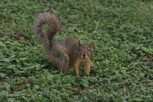 <img500*0:stuff/z/73640/squirrel%2520ref.1/i1278638549_2.jpg>