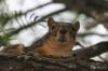 <img100*0:stuff/z/73640/squirrel%2520ref.1/i1278638550_3.jpg>