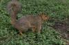<img100*0:stuff/z/73640/squirrel%2520ref.1/i1278638550_4.jpg>