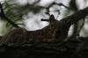 <img100*0:stuff/z/73640/squirrel%2520ref.1/i1278638550_5.jpg>