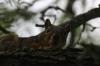 <img100*0:stuff/z/73640/squirrel%2520ref.1/i1278638550_6.jpg>