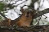 <img100*0:stuff/z/73640/squirrel%2520ref.1/i1278638550_7.jpg>