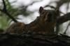 <img100*0:stuff/z/73640/squirrel%2520ref.1/i1278638550_8.jpg>