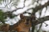 <img100*0:stuff/z/73640/squirrel%2520ref.1/i1278638551_10.jpg>