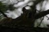<img100*0:stuff/z/73640/squirrel%2520ref.1/i1278638551_9.jpg>