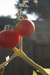 <img100*0:stuff/z/73640/tomato%2520plant%2520ref.1/i1279650551_1.jpg>