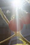 <img100*0:stuff/z/73640/tomato%2520plant%2520ref.1/i1279650552_2.jpg>