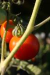 <img100*0:stuff/z/73640/tomato%2520plant%2520ref.1/i1279650552_3.jpg>