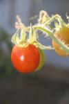 <img100*0:stuff/z/73640/tomato%2520plant%2520ref.1/i1279650553_4.jpg>