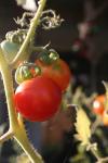 <img100*0:stuff/z/73640/tomato%2520plant%2520ref.1/i1279650554_5.jpg>