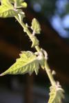 <img100*0:stuff/z/73640/tomato%2520plant%2520ref.1/i1279650554_6.jpg>