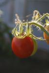 <img100*0:stuff/z/73640/tomato%2520plant%2520ref.1/i1279650555_7.jpg>