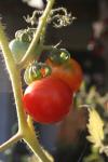 <img100*0:stuff/z/73640/tomato%2520plant%2520ref.1/i1279650556_8.jpg>
