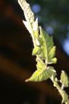 <img100*0:stuff/z/73640/tomato%2520plant%2520ref.1/i1279650557_9.jpg>