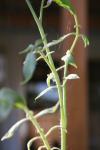 <img100*0:stuff/z/73640/tomato%2520plant%2520ref.1/i1279650558_10.jpg>