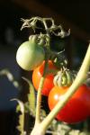 <img100*0:stuff/z/73640/tomato%2520plant%2520ref.1/i1279650559_11.jpg>