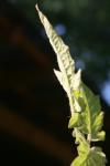 <img100*0:stuff/z/73640/tomato%2520plant%2520ref.1/i1279650560_12.jpg>