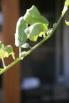 <img100*0:stuff/z/73640/tomato%2520plant%2520ref.1/i1279650560_13.jpg>
