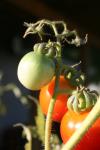 <img100*0:stuff/z/73640/tomato%2520plant%2520ref.1/i1279650561_14.jpg>